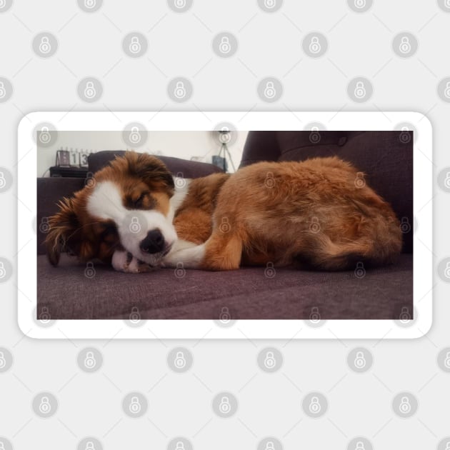 Charly Australian Shepherd Mix Sticker by Noamdelf06